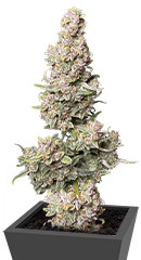 Gorilla Punch Auto fem (FastBuds)