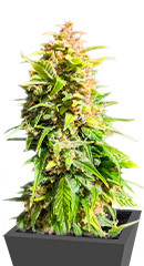 Katyusha fem (Kalashnikov Seeds)