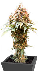 Ice Cream Ghost Train fem (Cali Buds Seeds)