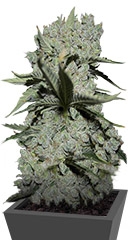 Critical Kush fem (Barney's Farm)