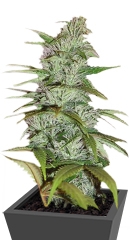 Master Kush fem (Nirvana Seeds)