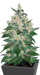 Afghan Kush fem (World of Seeds)