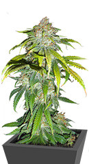 Blueberry Hill fem (Herbies Seeds)