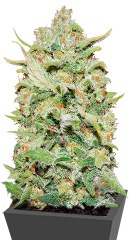 Peyote Critical fem (Barney's Farm)