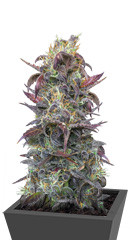 Auto Orange Bud fem (Dutch Passion)