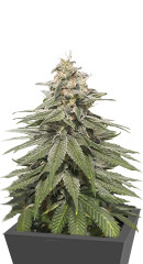 Eleven Roses Early Version fem (Delicious Seeds)