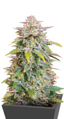 Forbidden Runtz Auto fem (FastBuds)