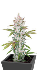 Gelato Auto fem (FastBuds)