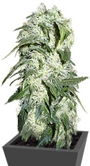 Himalaya Gold fem (GHS)