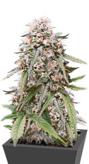 LSD Auto fem (Barney's Farm)