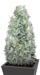 Niagara Auto fem (Doctor’s Choiсe)