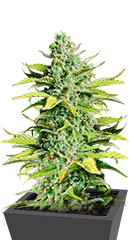 Smoothie Auto fem (FastBuds)