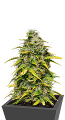 Lemon AK Auto fem (FastBuds)