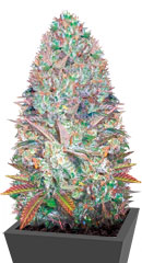 Seemango (Somango) fem (Victory Seeds)