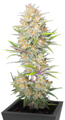 Z-Up Auto fem (FastBuds)