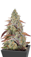 Grandaddy Purple fem (Blimburn Seeds)