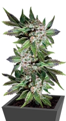 Blue Pyramid fem (Pyramid Seeds)