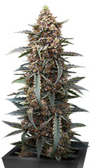 Orange Apricot Glue XL Auto fem (Sweet Seeds)