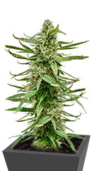 Runtz Auto fem (Barney's Farm)