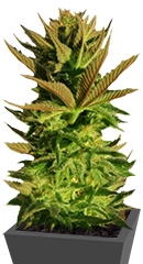 B. Lee Auto (Kickass Auto) fem (Kannabia Seeds)