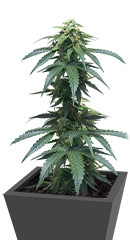 Roze Runtz fem (AlphaFem Seeds)