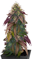 Polar Gelato Auto by Sherbinskis fem (Silent Seeds)