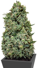 Cookies Kush fem (Barney's Farm)