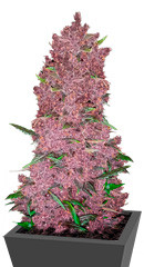 Purple Lemonade Auto fem (FastBuds)