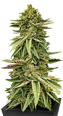 Humboldt Pound Cake fem (Humboldt Seed Company)