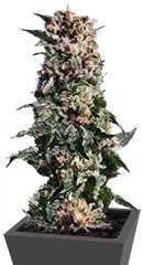 La Blanca fem (Kannabia Seeds)