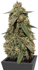 Cookies Auto (Girl Scout Cookies auto) fem (FastBuds)