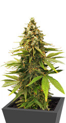Slurricane fem (Advanced Seeds)