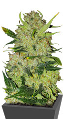 Apollo F1 Auto fem (RQS)