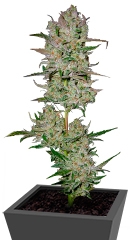 Jack 47 Auto fem (Sweet Seeds)