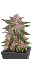 Cream Cookies Auto fem (FastBuds)