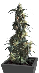 Domina Haze fem (Kannabia Seeds)
