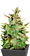 Stress Killer Automatic CBD fem (RQS)