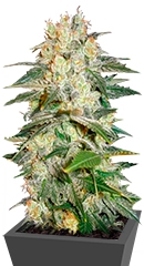 Afghan Kush Ryder Auto fem (World of Seeds)