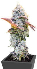 Bay Burger fem (Delicious Seeds)