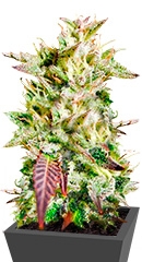 Caramelo Early Version fem (Delicious Seeds)