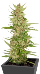 Northern Light X Big Bud fem (World of Seeds)