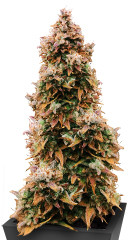 Totally Alpha OG Auto fem (AlphaFem Seeds)