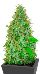 2 Fast 2 Vast Auto fem (Heavyweight Seeds)