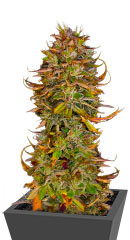 Blueberry OG fem (AlphaFem Seeds)