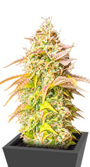 Gorilla Glue Auto fem (Barney's Farm)