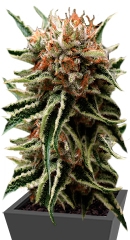 Shark fem (Pyramid Seeds)