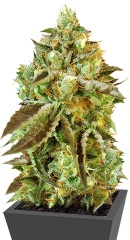 Sweet Nurse Auto CBD fem (Sweet Seeds)