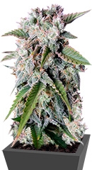 Tangie Auto (Tangie'matic auto) fem (FastBuds)