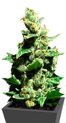 Green-O-Matic Auto fem (GHS)