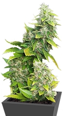 White Rhino fem (Nirvana Seeds)